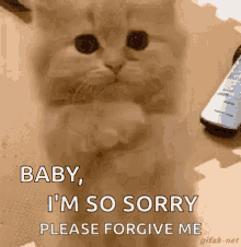 Kitten Love GIF - Kitten Love Begging GIFs