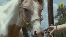 Horse Critter Fixers GIF - Horse Critter Fixers Staring GIFs