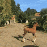 a brown horse is walking down a road with trees in the background