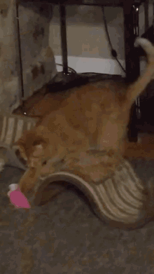 Cat Playing GIF - Cat Playing Mouse GIFs