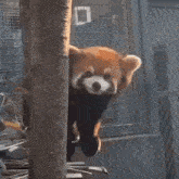 Ycl Red Panda GIF - Ycl Red Panda Shake Head GIFs