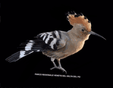 Veneto Bird GIF - Veneto Bird GIFs