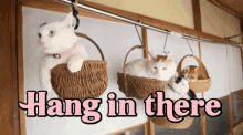 Hang In There Cats GIF - Hang In There Cats Baskets GIFs