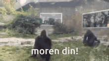 two gorillas are sitting in the grass with the words moren din written in white letters