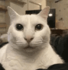 a close up of a white cat sitting on a couch looking at the camera .