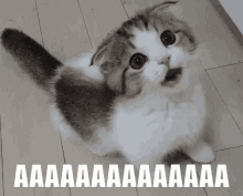 Aaaaaaaa Screaming GIF - Aaaaaaaa Screaming Kitten GIFs