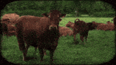 Vache Animaux GIF - Vache Animaux Magnifique GIFs