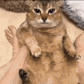 Tole Cat GIF - Tole Cat Run GIFs