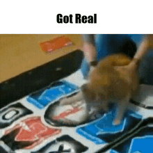 Get Real Cat GIF - Get Real Cat Dance GIFs