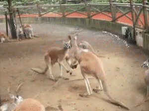kangaroo fight gif