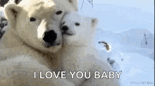 Polar Bears Love GIF - Polar Bears Love GIFs
