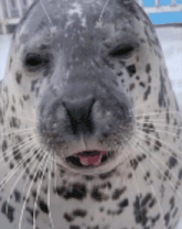 a close up of a seal with its tongue hanging out