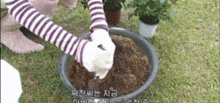 a person wearing striped sleeves is planting a plant in a black pot .