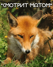a fox is laying in the grass with a caption in russian