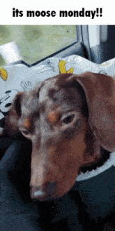 a dachshund is laying on a blanket with the words " its moose monday " below it