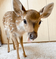 a baby deer standing on a carpet with its tongue hanging out