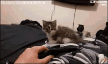Cat Funny GIF - Cat Funny Scared GIFs