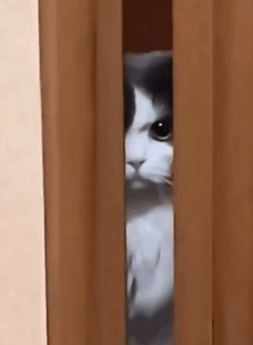 angry cat face meme｜TikTok Search