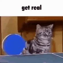 Get Real Cats GIF - Get Real Cats Cat GIFs