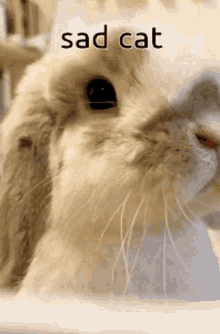 Milkoid Bunny GIF - Milkoid Bunny Bnuuy GIFs