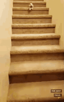 Cats Land On Their Feet GIF - Cat Stairs Are Hard Drunk GIFs
