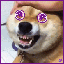 Spacepoggersnft Spacepoggers GIF - Spacepoggersnft Spacepoggers Sp Dog Tribe GIFs