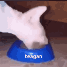 Teagan GIF - Teagan GIFs