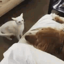 Hug Cat GIF - Hug Cat Dog GIFs