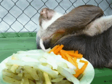 Snacks GIF - Sloth Munchies Snacks GIFs