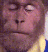 a close up of a monkey with its eyes closed