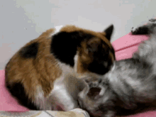 Cats Cleaning GIF - Cats Cleaning GIFs