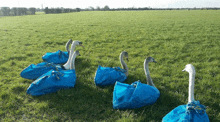 a group of swans sitting in a field with blue bags on their backs