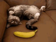 Banana!!! GIF - Cat Cats Scaredy Cat GIFs