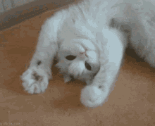 Cat Paws GIF - Cat Paws Cute GIFs
