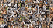 a collage of photos of cats and dogs including a tiger