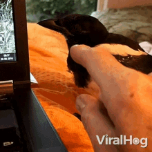 Dont Touch Me Viralhog GIF - Dont Touch Me Viralhog Get Away From Me GIFs