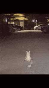 a cat is sitting on the ground in a parking lot