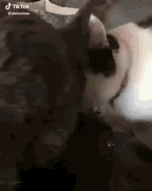 Cat Spunky GIF - Cat Spunky GIFs