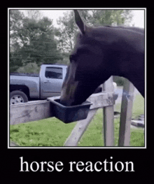 Horse Reaction Horse GIF - Horse Reaction Horse Ludwig GIFs