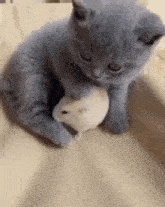 Cat Hamster GIF - Cat Hamster GIFs