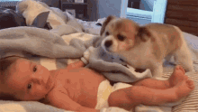 Puppy Covers Baby With A Blanket Puppy GIF - Puppy Covers Baby With A Blanket Puppy Baby GIFs