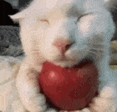 Cat Holding Apple Cat Close Up GIF