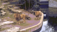 Funny Animals Lions GIF - Funny Animals Lions Clumsy Lions GIFs