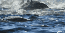 Dolphins Swimming GIF - Dolphins Swimming Jumping GIFs