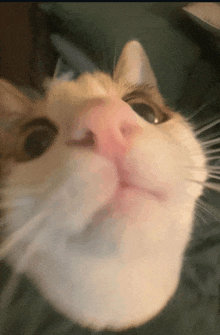 a close up of a cat 's nose with a green background