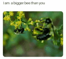 Bee Big GIF - Bee Big Brat GIFs