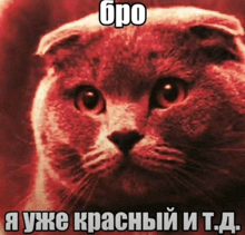 a picture of a cat with a caption in a foreign language that says bro
