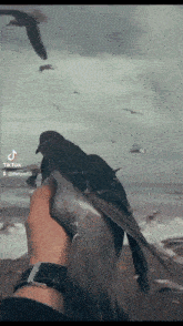 a person holding a pigeon in their hand with birds flying around them