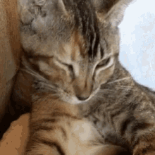 Ugh Sleepy GIF - Ugh Sleepy Cat GIFs