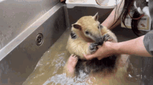 a woman is holding a small animal in a sink